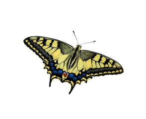 Fototapeta na wymiar Butterfly Old World Swallowtail (Papilio machaon) on isolated background