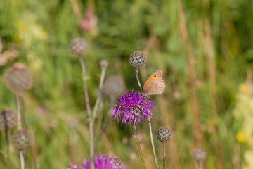 Maniola jurtina on the blossom of a thistle plant