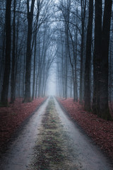 Slavonia region, Croatia, 09.02.2019. - Road in forest at early winter foggy 