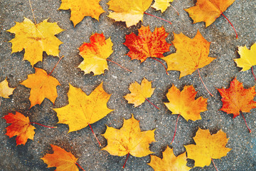 Bright yellow and orange maple leaves lying on the asphalt pavement. Autumn natural background. Flat lay, top view