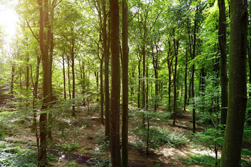 Obraz premium Forest with many big older trees in backlight on a summer day