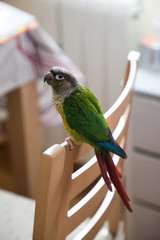 Obraz na płótnie Canvas Domestic parrot bird standing on a home chair from above