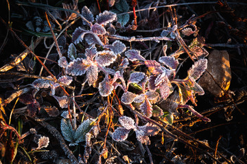 Frost on leaves and grass in early sunny winter morning