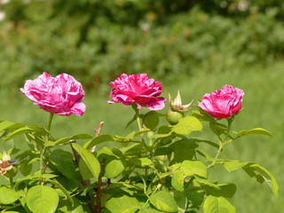 pink roses in the garden