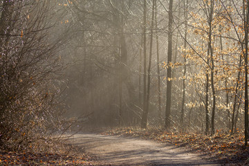 Fog rises on a sunny winter morning from a creek on the forest road