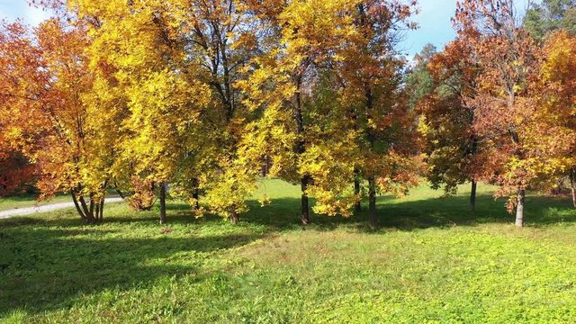 Aerial video of colorful park at Autumn season with trees and yellow leaves. Fall natural background