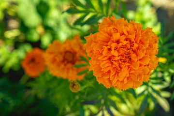                  Tagetes flowers in orange, close-up. Chornobrivci .              selective focus