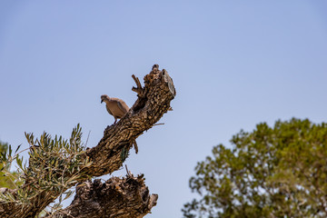 A turtledove lying on a trunk of an olive tree