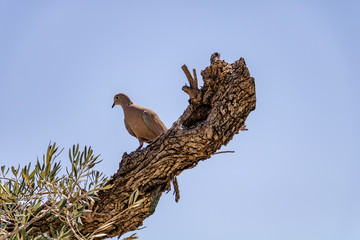 A turtledove lying on a trunk of an olive tree