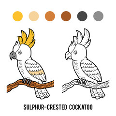 Coloring book, Sulphur-crested cockatoo © ksenyasavva