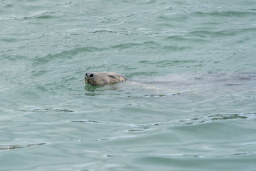 Fototapeta premium Seal at Howth harbor.