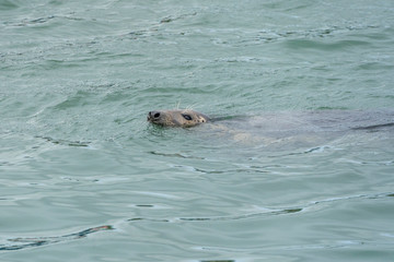 Seal at Howth harbor.