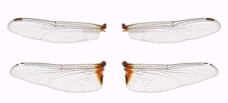 No.09 Dragonfly Wings