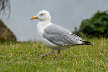 Yellow-legged gull (larus michahellis) in Howth harbor.