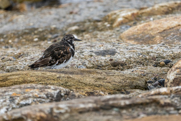 Dunlin (calidris) en Howth harbor.