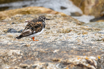 Dunlin (calidris) en Howth harbor.