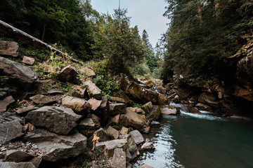 mold on rocks near lake and green trees in forest