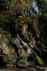 mold on rocks near green trees in forest