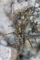 Tegenaria silvestris, spider macro shot