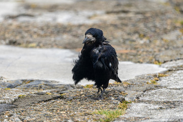 Rook (corvus frugilegus) in Howth harbor.