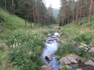 view of a mountain stream in the summer