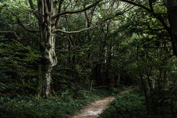 sunshine on path near green trees in dark woods