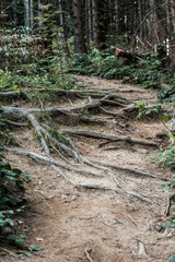 green and fresh leaves near roots in forest