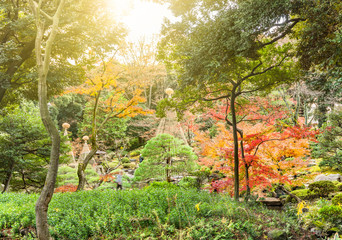 Tokyo Metropolitan Park KyuFurukawa's japanese garden's pine trees protected by a winter umbrella with a red and yellow maple momiji leaves background in autumn.