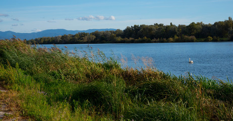 Der Rhein bei Breisach im Kaiserstuhl