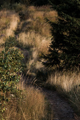 overhead view of walkway in golden field near trees