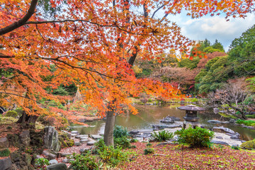 Tokyo Metropolitan Park KyuFurukawa's japanese garden's Yukimi stone lantern overlooking by red maple momiji leaves in autumn.