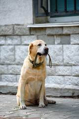 A purebred dog with a leash in his teeth waiting for his master at the entrance to the building.