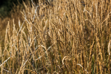 selective focus of yellow barley in golden meadow