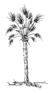 big palm isolated