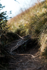 selective focus of walkway near grassy field