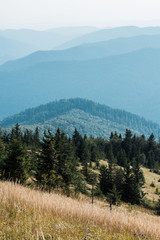 Fir trees in mountains near golden lawn against sky