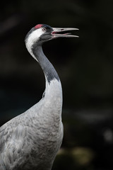 isolated red-crowned crane on black background