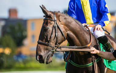 Close up portrat of racehorse on the track before a race
