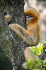 A snub-nosed monkey kid hold a trunk