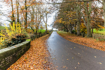 Autumn colours in UK Countryside 