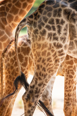 The giraffe legs and tail 