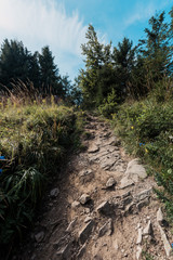 low angle view of green trees near rocks on walkway