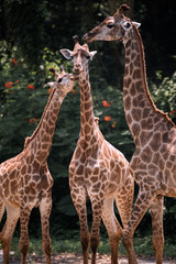 A giraffe family play together
