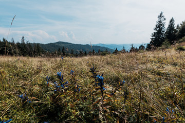 wildflowers in golden field near mountains against sky