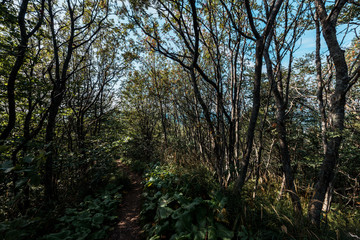 sunlight on branches with leaves on trees in woods