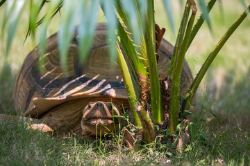 Obraz premium a turtle hide in the shadow