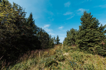 evergreen pines near golden field against sky with clouds