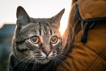 Halloween cat in a girl's in orange coat hands on an autumn sunset. Celebration and pets concept.