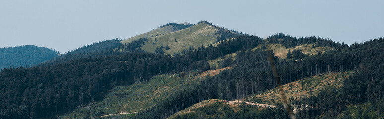 panoramic shot of green trees in mountain valley