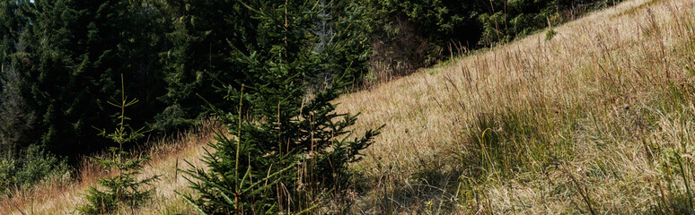 panoramic shot of evergreen pines near golden barley field